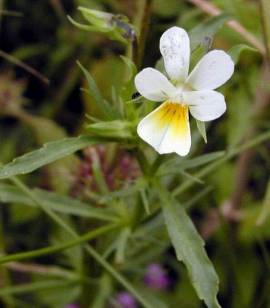 Viola Arvensis - Field Pansy - 6 x Plug Plants