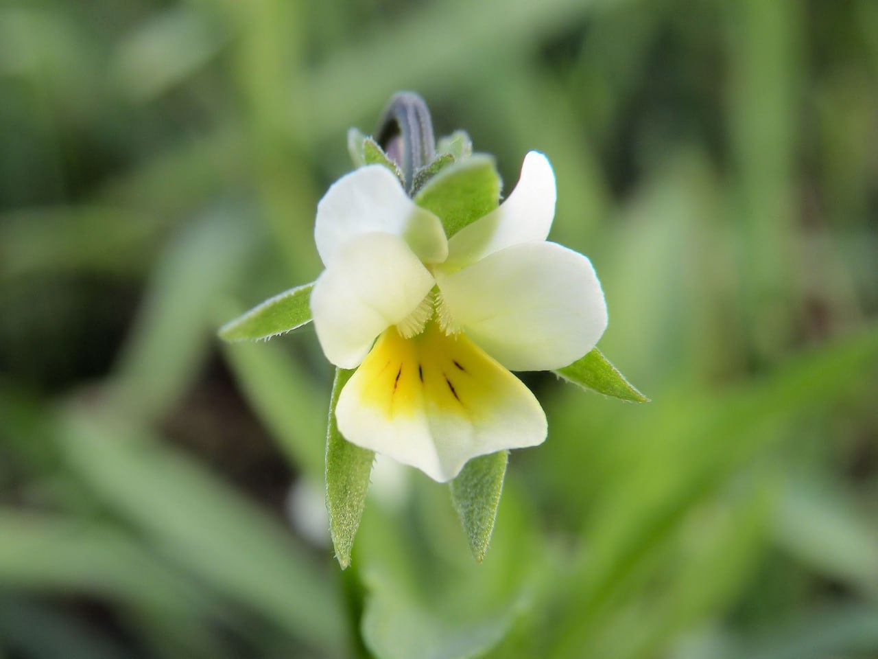 Viola Arvensis - Field Pansy - 6 x Plug Plants