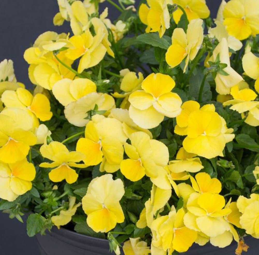 Pansy Trailing Yellow 'Viola williamsii pendula' 6 x Plug Plants