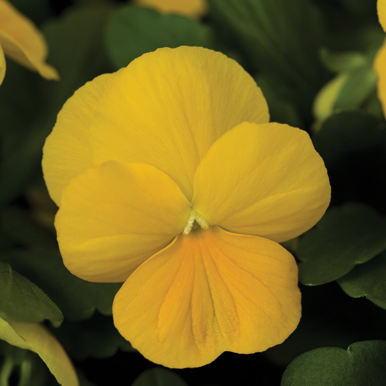 Pansy Trailing Yellow 'Viola williamsii pendula' 6 x Plug Plants