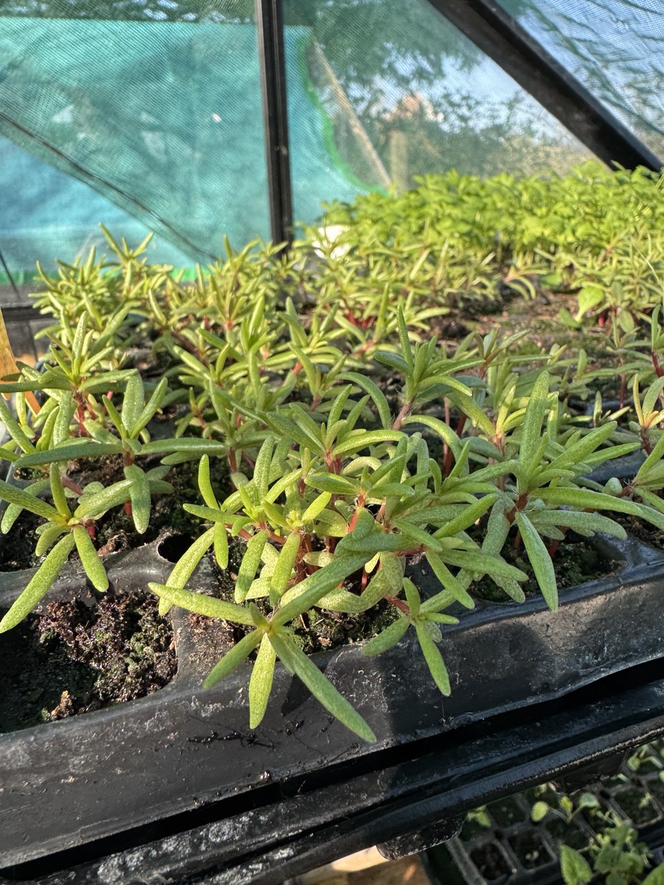 Moss Rose Portulaca Grandiflora Double Mix - 6 x Plug Plants