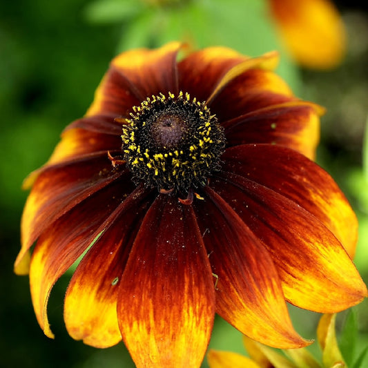 Rudbeckia Hirta 'Golden Coneflower Rustic Dwarf Mix' 6 x Plug Plants