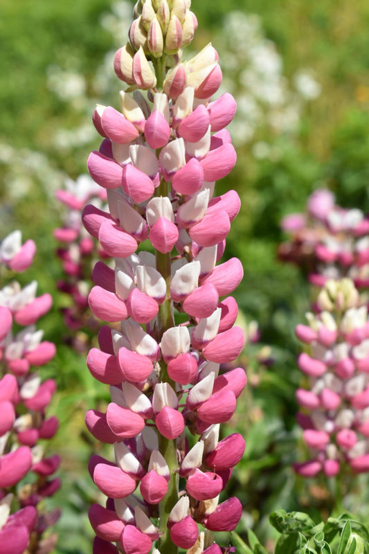 Lupin 'Chatelaine Rose Russell' 6 x Plug Plants