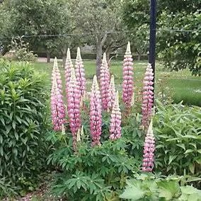 Lupin 'Chatelaine Rose Russell' 6 x Plug Plants