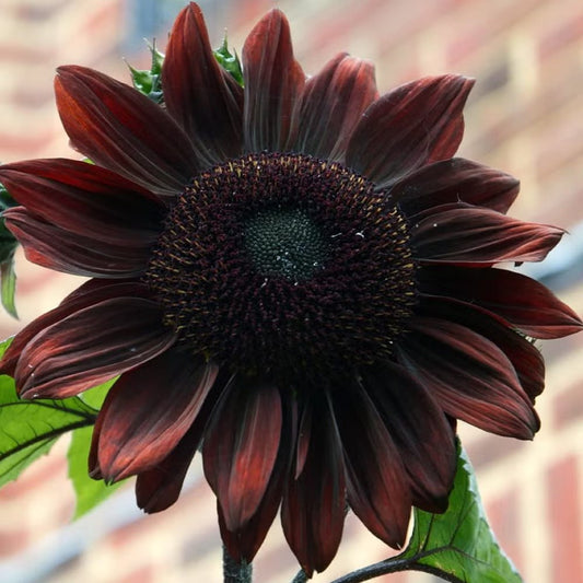 Helianthus annuus 'Chocolate Sunflower' 4 x Plug Plants
