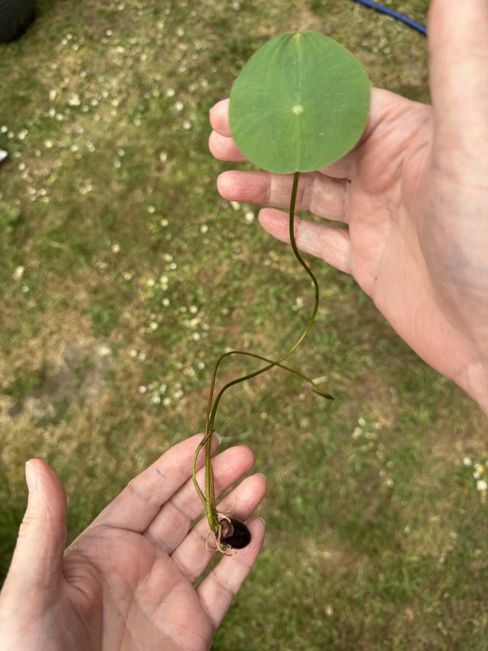 Tropical Water Lily Mixed 2 x Seedling
