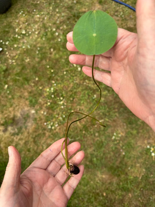 Tropical Water Lily Mixed 2 x Seedling