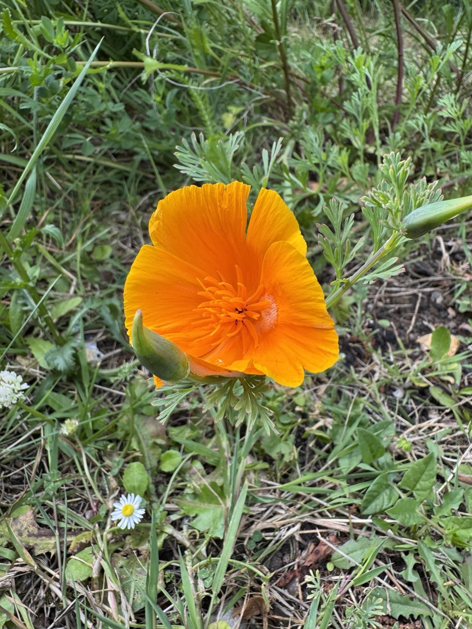 Californian Poppy Golden West 6 x Plug Plants - Cheery funnel-shaped flowers