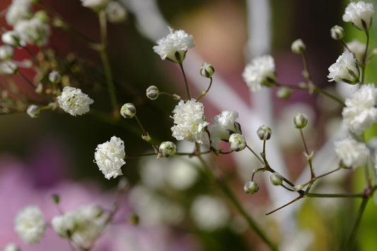 Gypsophila Elegans 'Baby's Breath' 4 x Plug Plants