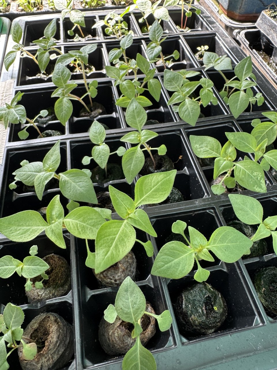 Cigar House Plant  - 6 x Plug Plant
