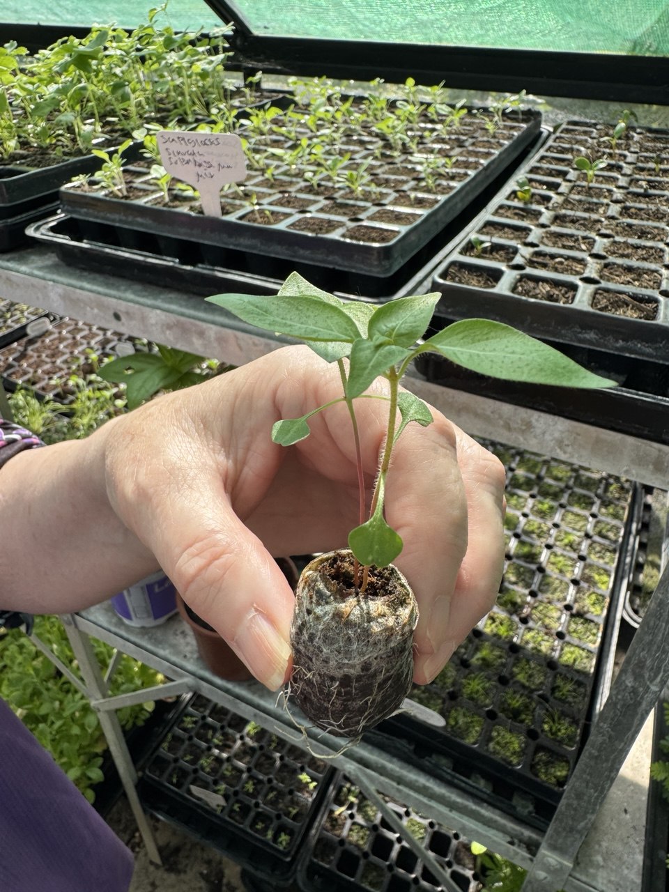 Cigar House Plant  - 6 x Plug Plant