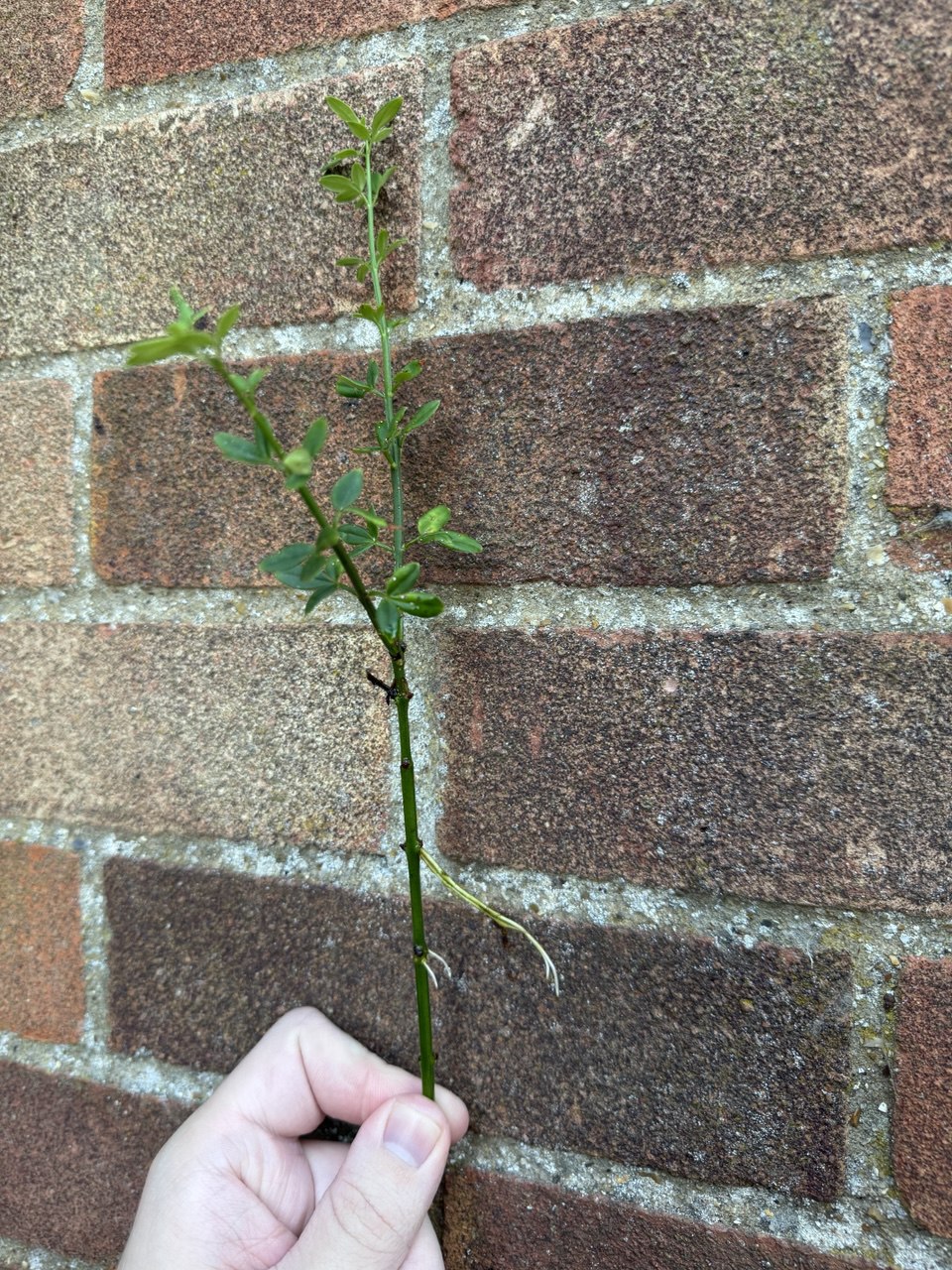 Winter Jasmine Rooted Cutting 1 x Cutting