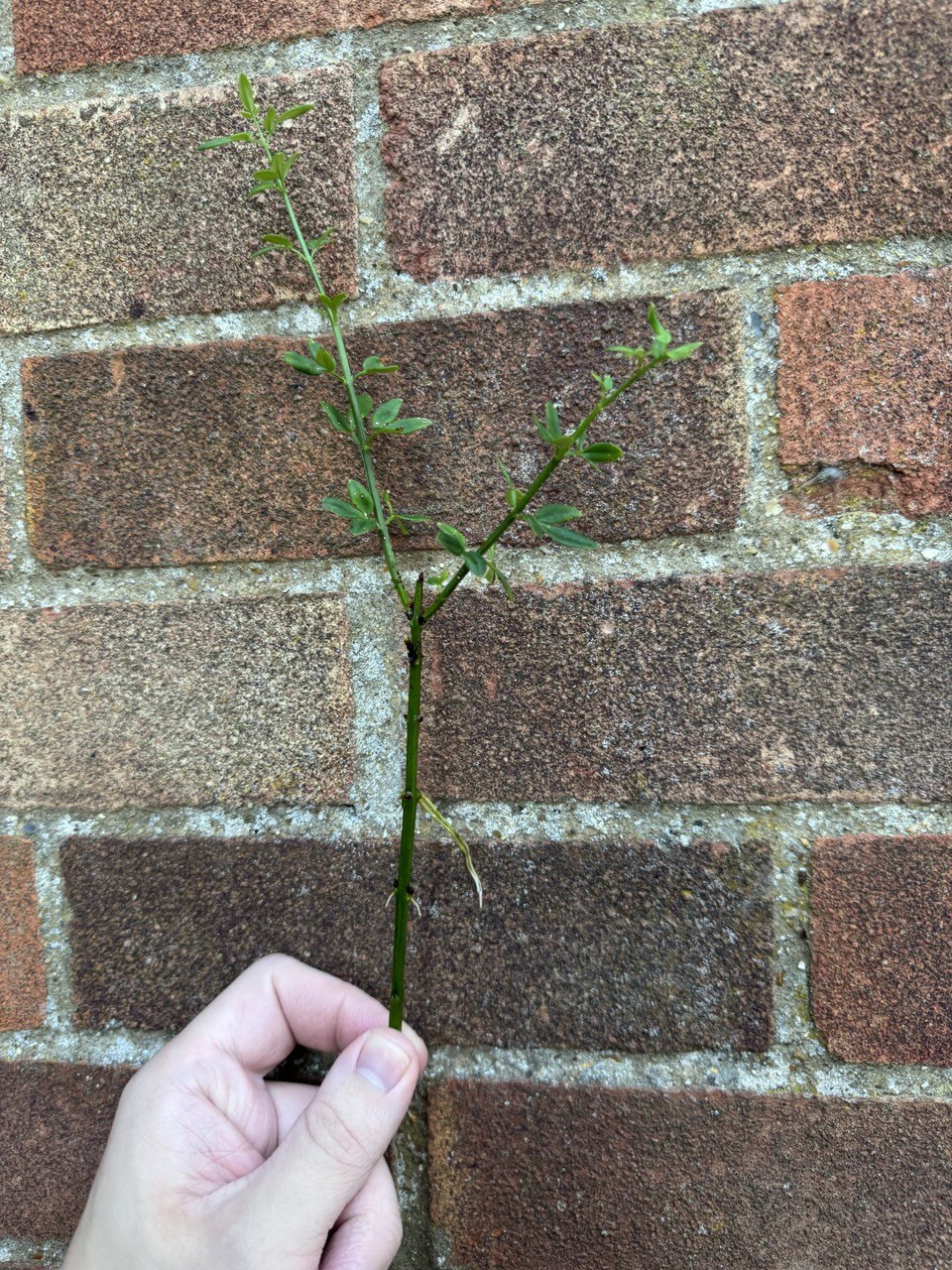 Winter Jasmine Rooted Cutting 1 x Cutting