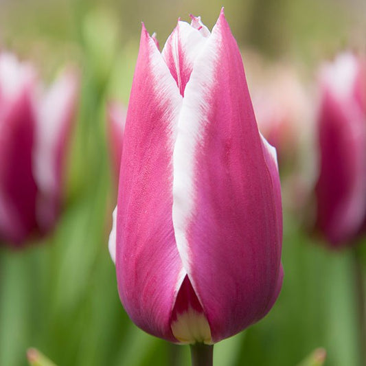 Tulip 'Claudia' 25 x Bulbs - Spring Flowering Bulbs - White/Pink