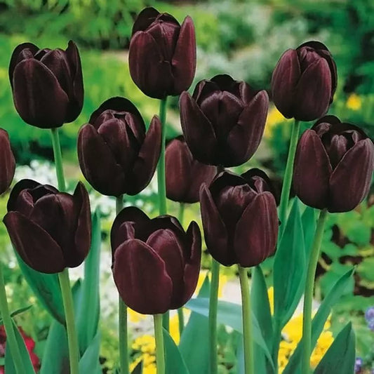 Tulip 'Queen Of Night' 25 x Bulbs - Spring Flowering Bulbs - Purple/Black
