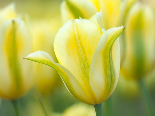 Tulip 'Viridiflora Formosa' 25 x Bulbs - Preorder