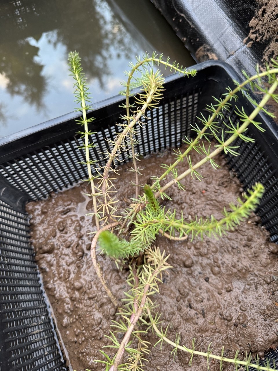 Mare's Tail 'Hippuris vulgaris' - 4 x rooted cuttings