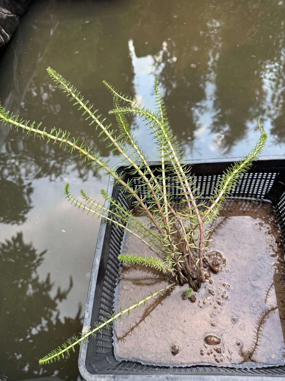 Mare's Tail 'Hippuris vulgaris' - 4 x rooted cuttings