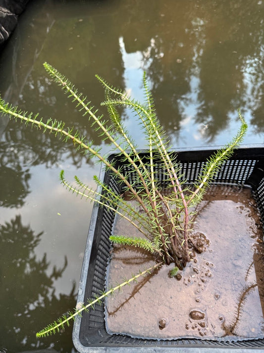 Mare's Tail 'Hippuris vulgaris' - 6 x rooted cuttings