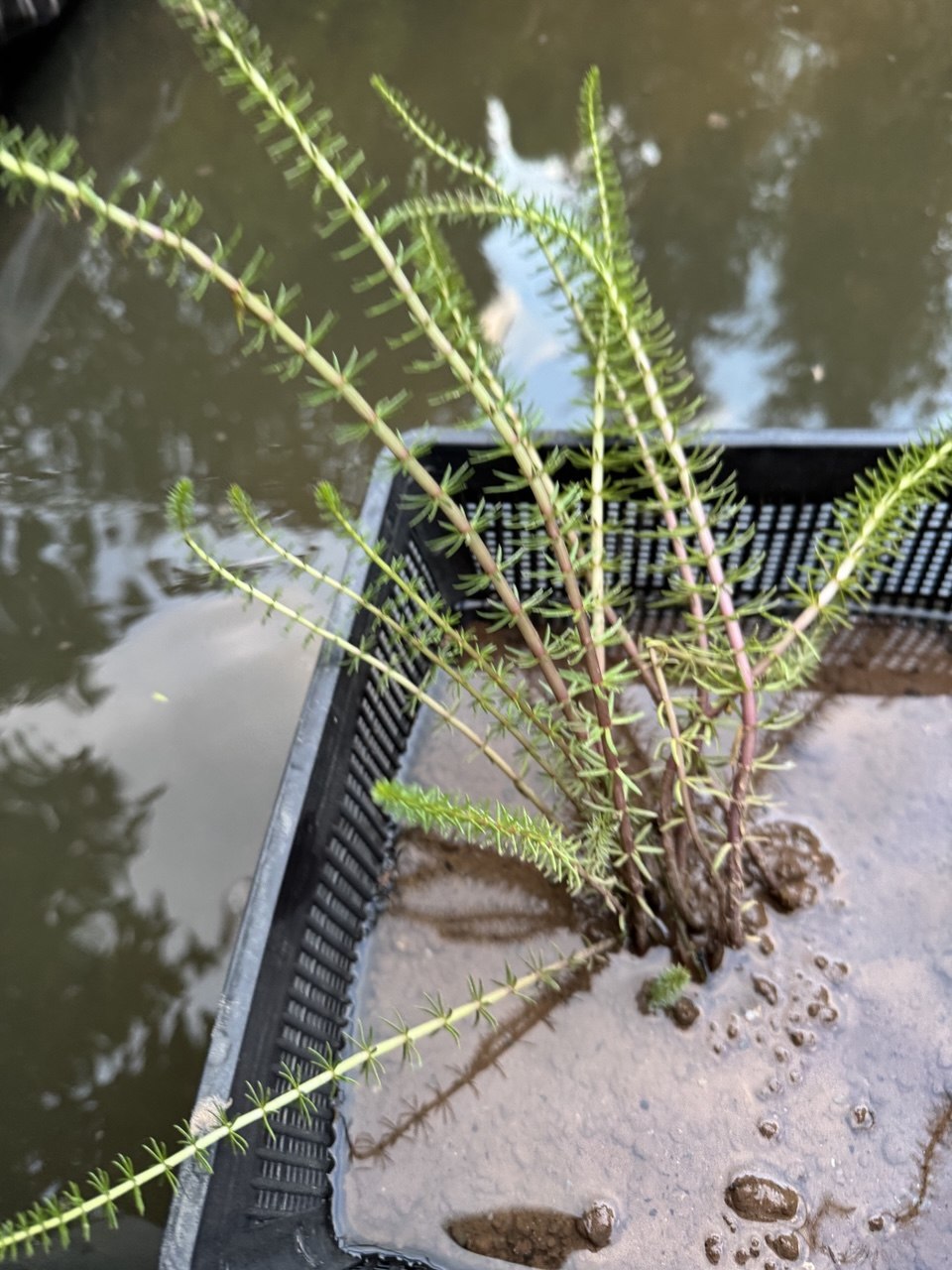 Mare's Tail 'Hippuris vulgaris' - 4 x rooted cuttings