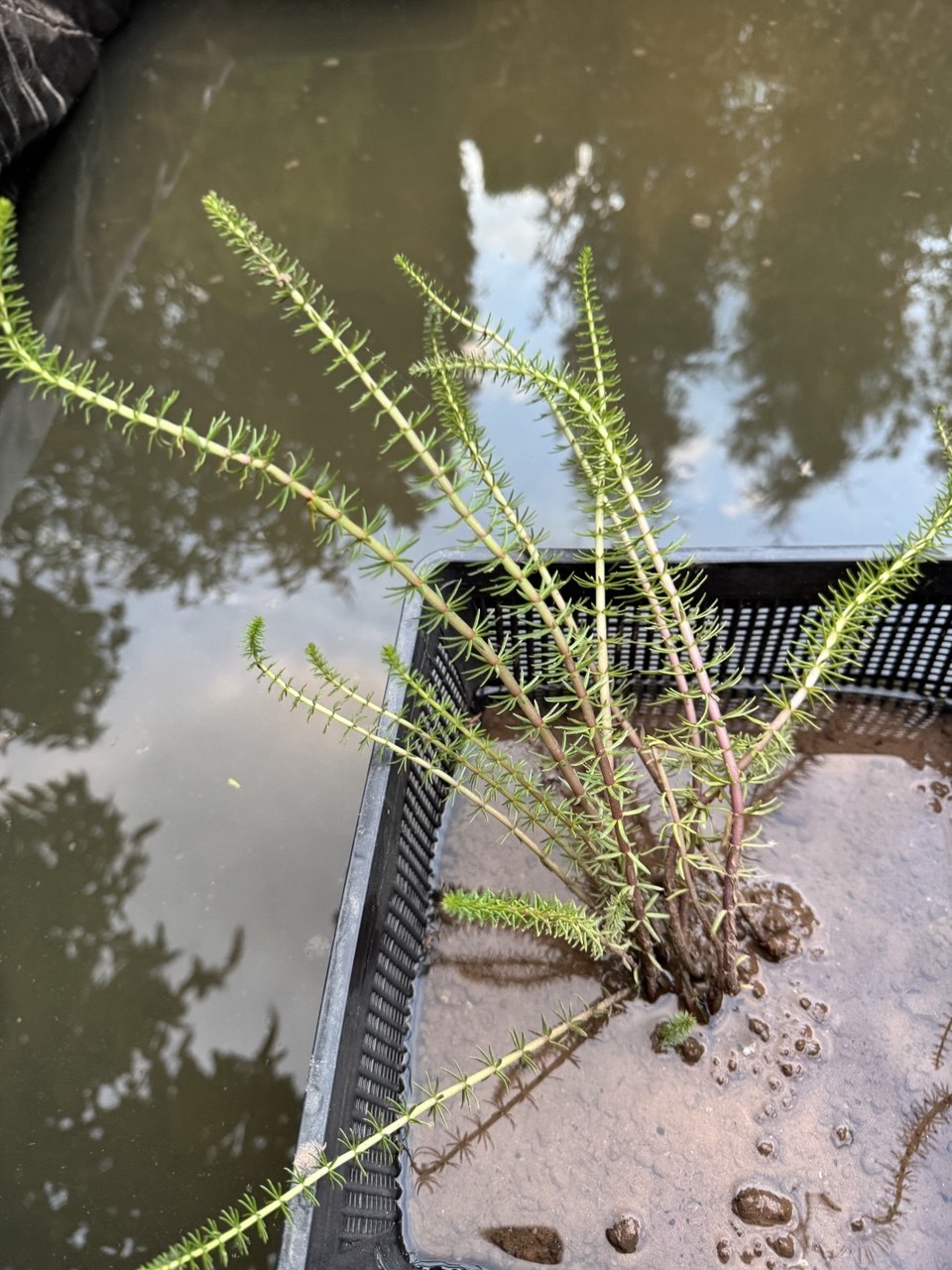 Mare's Tail 'Hippuris vulgaris' - 4 x rooted cuttings