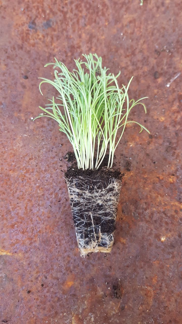 Californian Poppy Golden West 6 x Plug Plants - Cheery funnel-shaped flowers