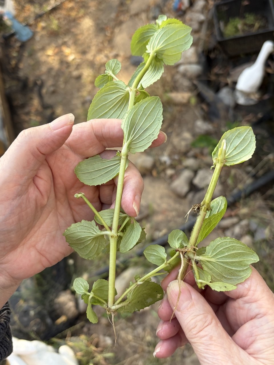 Aquatic Monkey Flower 'Mimulus guttatus' - 3 x Bare Rooted Stems