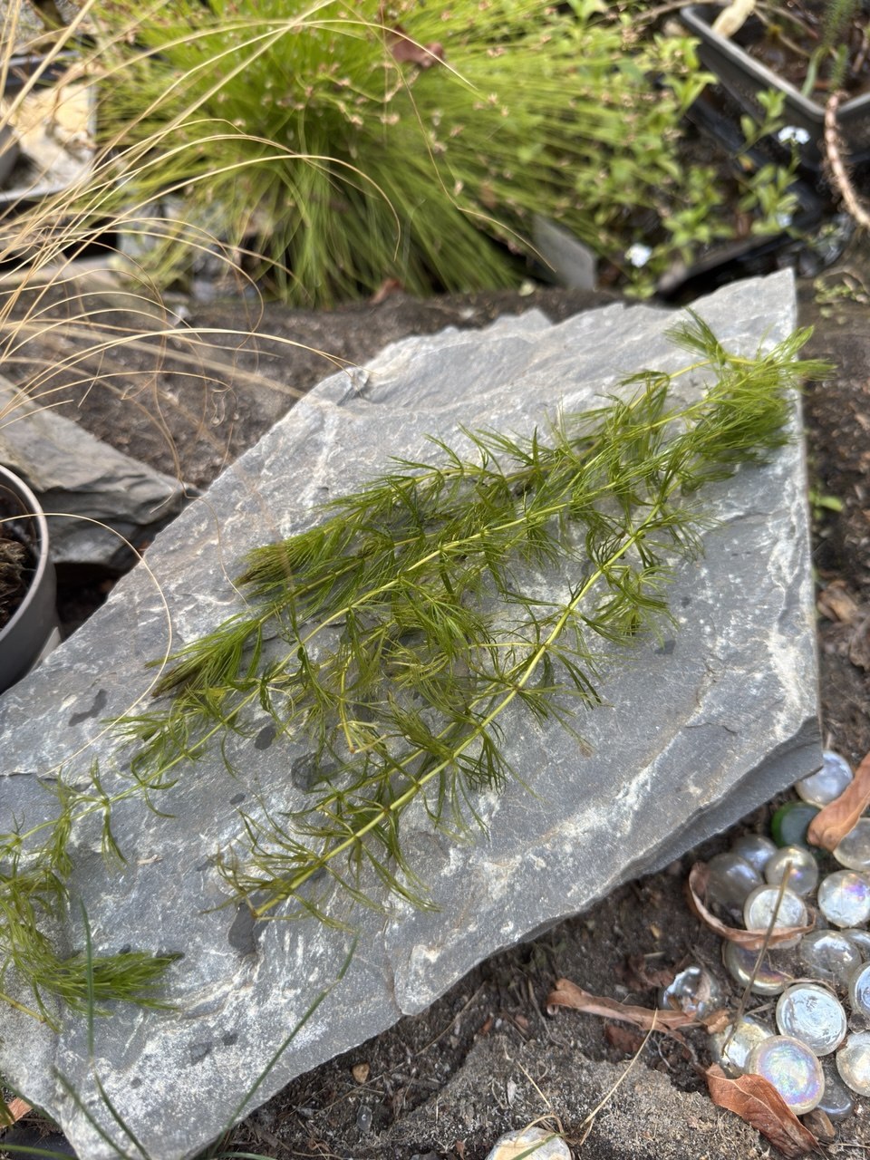 Hornwort 'Ceratophyllum demersum' – 2 x Bunches