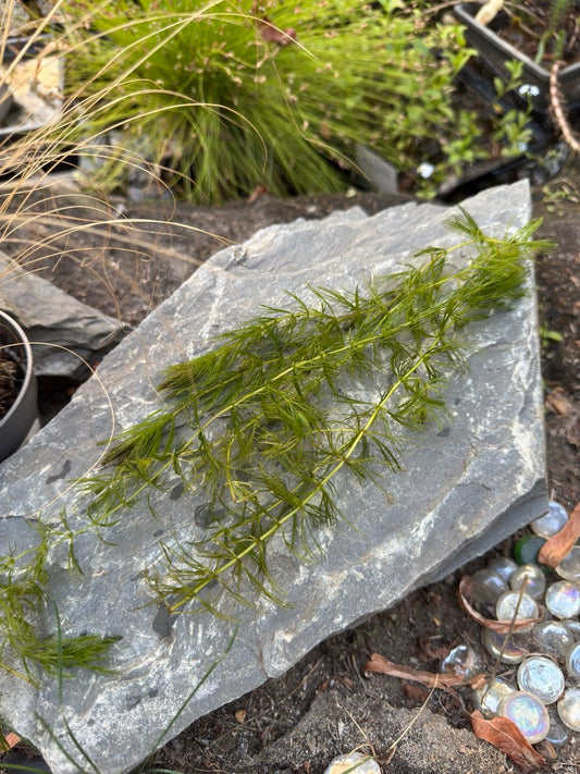 Hornwort 'Ceratophyllum demersum' – 2 x Bunches
