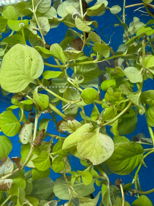 Creeping Jenny 3 x Stems for aquariums and fish tanks