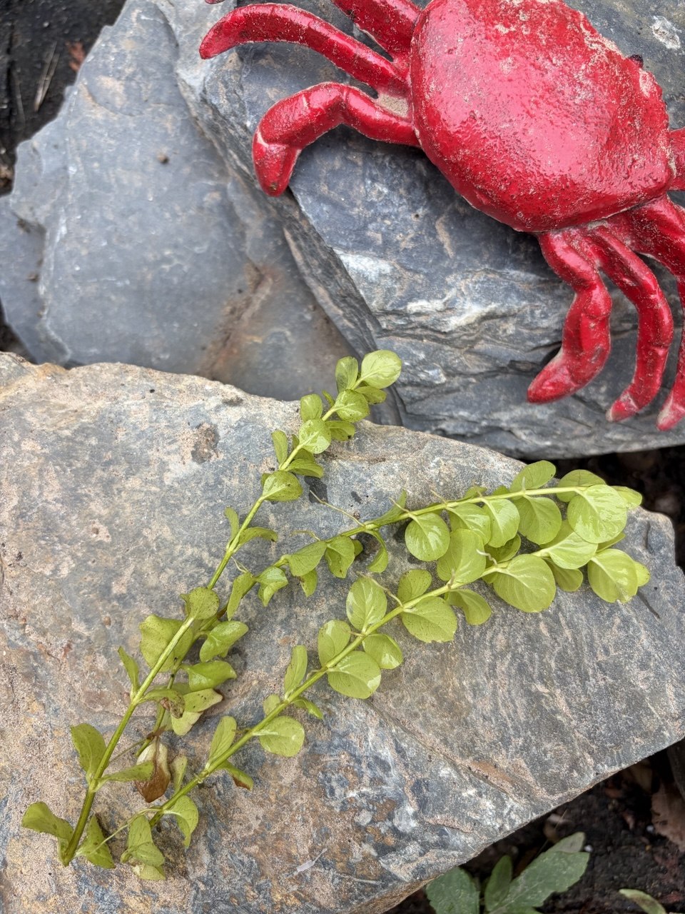 Creeping Jenny 3 x Pond Cuttings - Waterfall and bog gardens