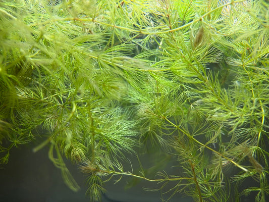 Hornwort 'Ceratophyllum demersum' – 12 x Stems