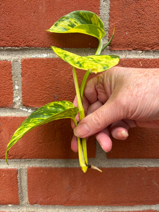 Large Golden Pothos House Plant 1 x Bare rooted plant