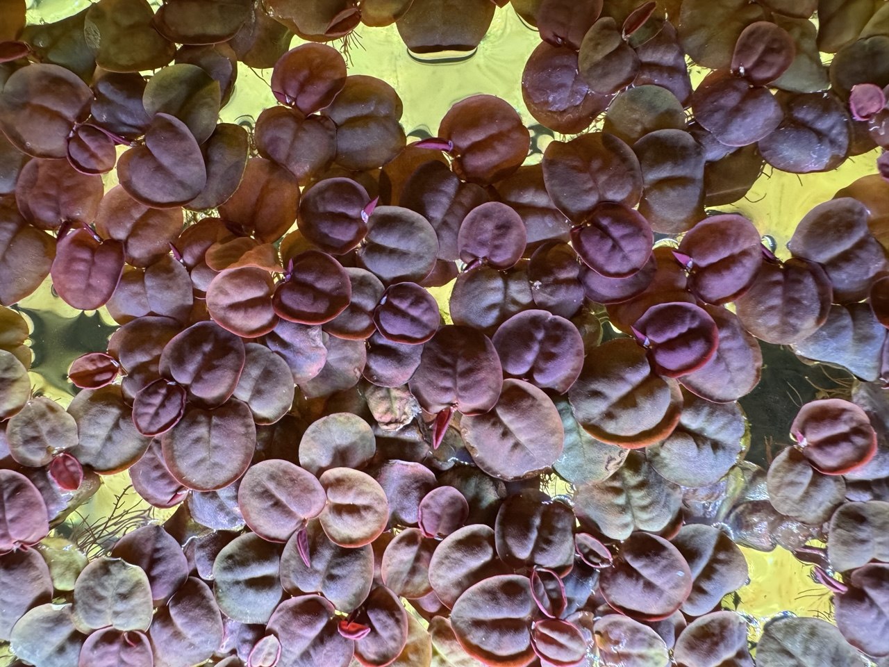 Floating Aquarium Bundle - Amazon Frogbit - Aquatic Lettuce - Red Root Floater