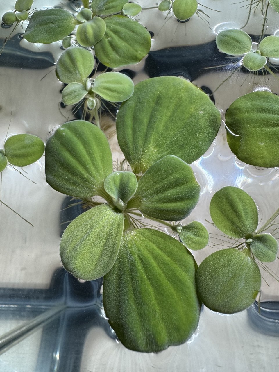Floating Aquarium Bundle - Amazon Frogbit - Aquatic Lettuce - Red Root Floater