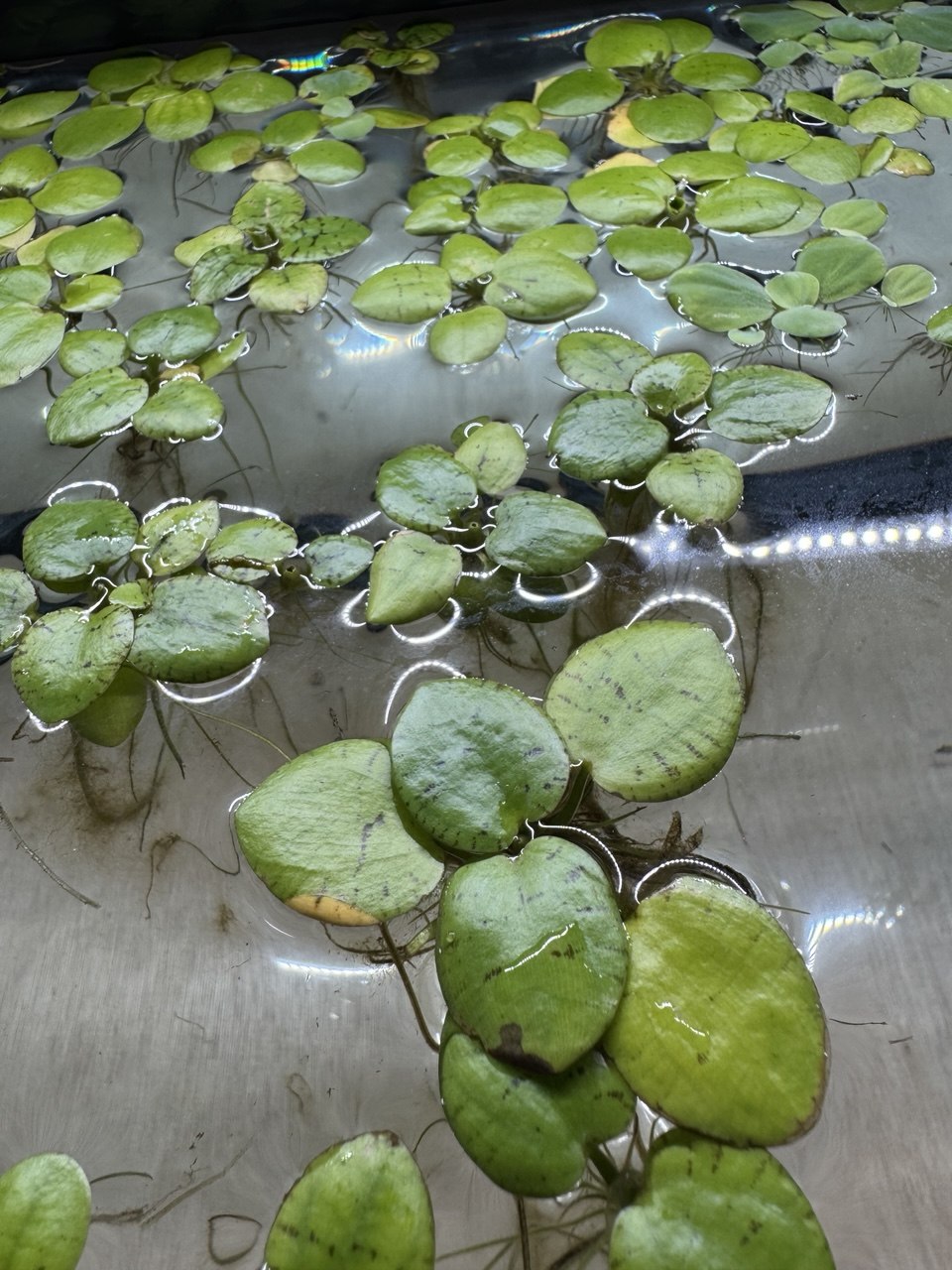 Floating Aquarium Bundle - Amazon Frogbit - Aquatic Lettuce - Red Root Floater