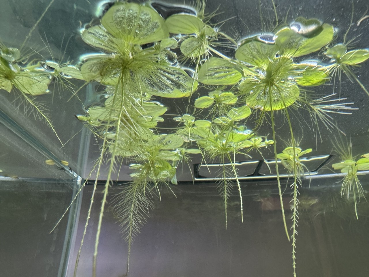 Floating Aquarium Bundle - Amazon Frogbit - Aquatic Lettuce - Red Root Floater