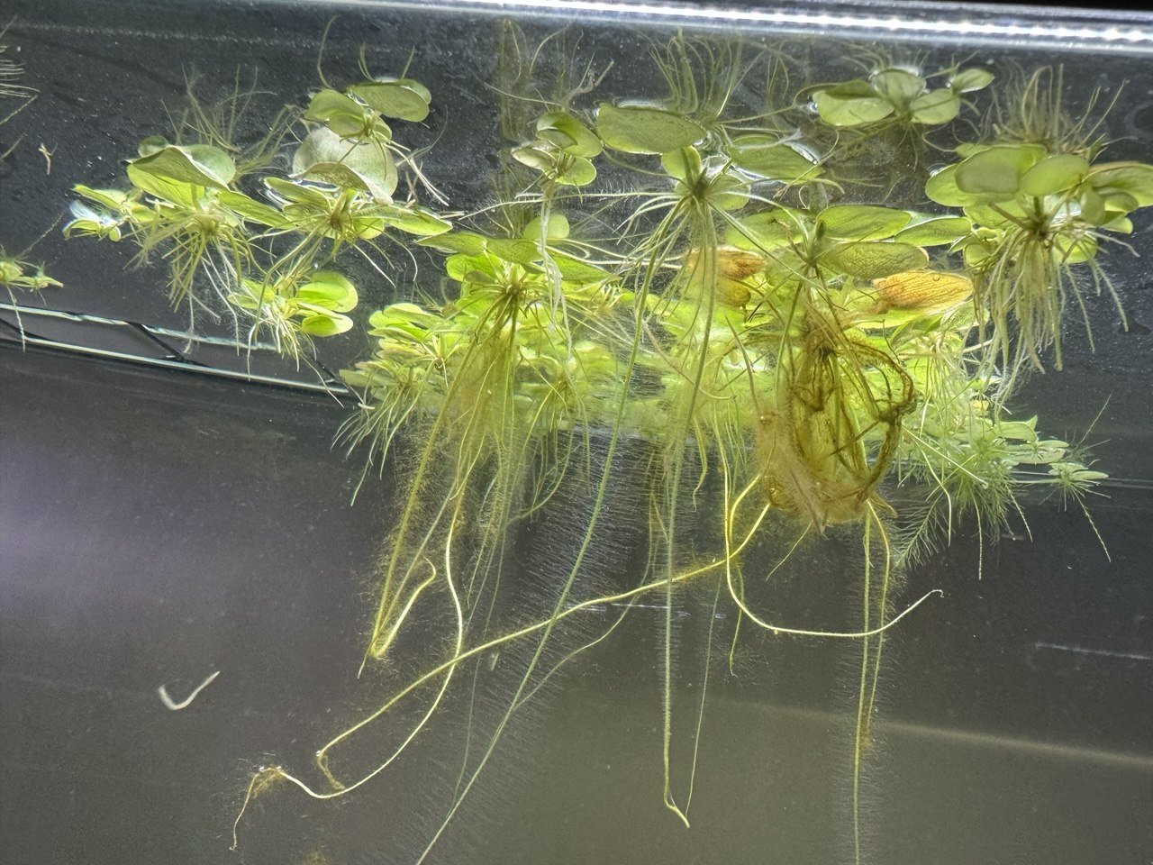 Floating Aquarium Bundle - Amazon Frogbit - Aquatic Lettuce - Red Root Floater