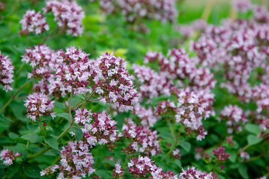 Oregano 'Origanum Vulgare'- 6 x Plug Plants