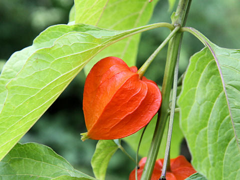 Physalis Alkekengi 'Chinese Lantern' 4 x Plug Plants