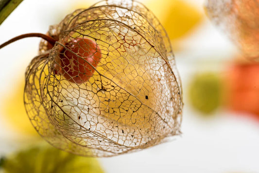 Physalis Alkekengi 'Chinese Lantern' 6 x Plug Plants