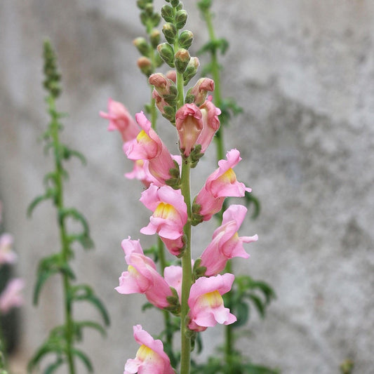 Snapdragon 'Appleblossom Pink' 3 x Plug Plants