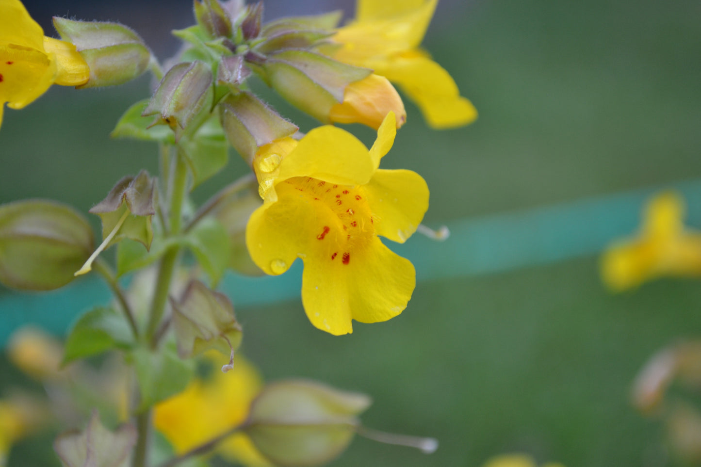 Aquatic Monkey Flower 'Mimulus guttatus' - 3 x Bare Rooted Stems
