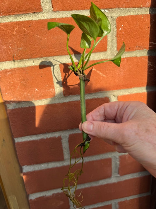 Large Golden Pothos House Plant 1 x Bare rooted plant