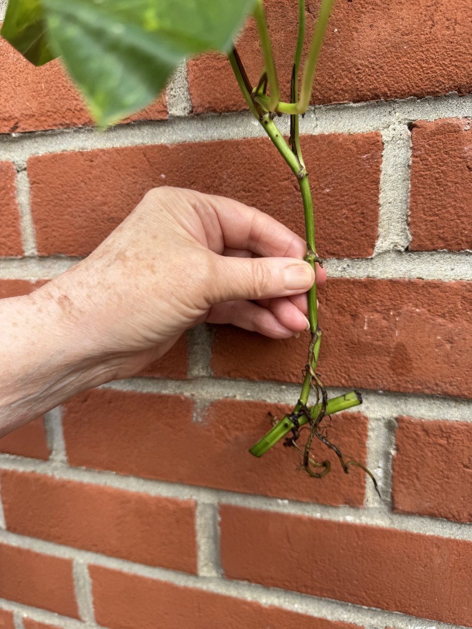 Golden Pothos House Plant 1 x Bare well rooted plant