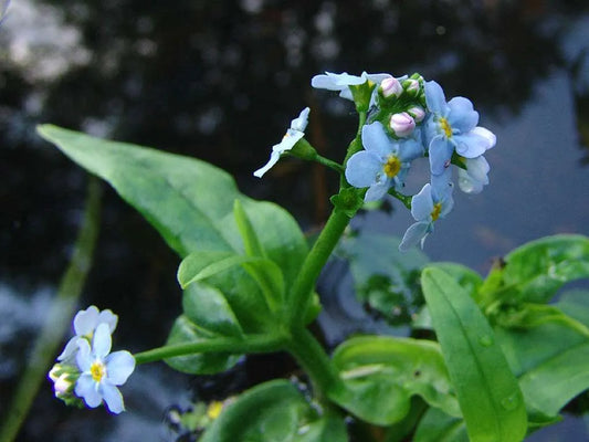 Forget-me-not aquatic plant in pond