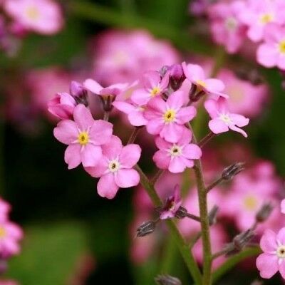 Forget-me-not Rose 'Myosotis Alpestris' 6 x Plug Plants