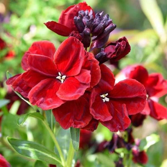 Wallflower Ruby Gem 4 x Plug Plants