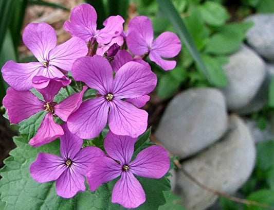 Lunaria Mixed 'Honesty' 4 x Plug Plants