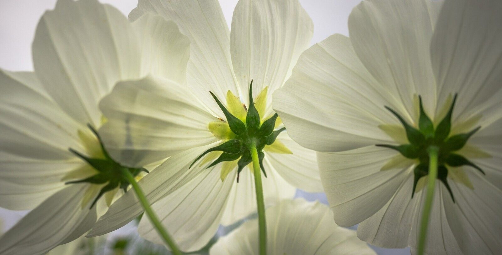 Cosmos Purity Flower